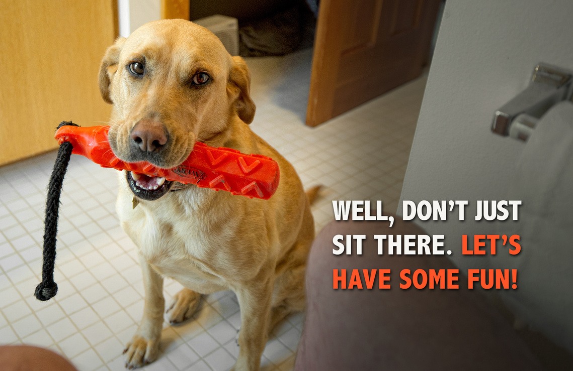 Yellow Lab holding an orange training bumper while sitting in bathroom, wanting to play.