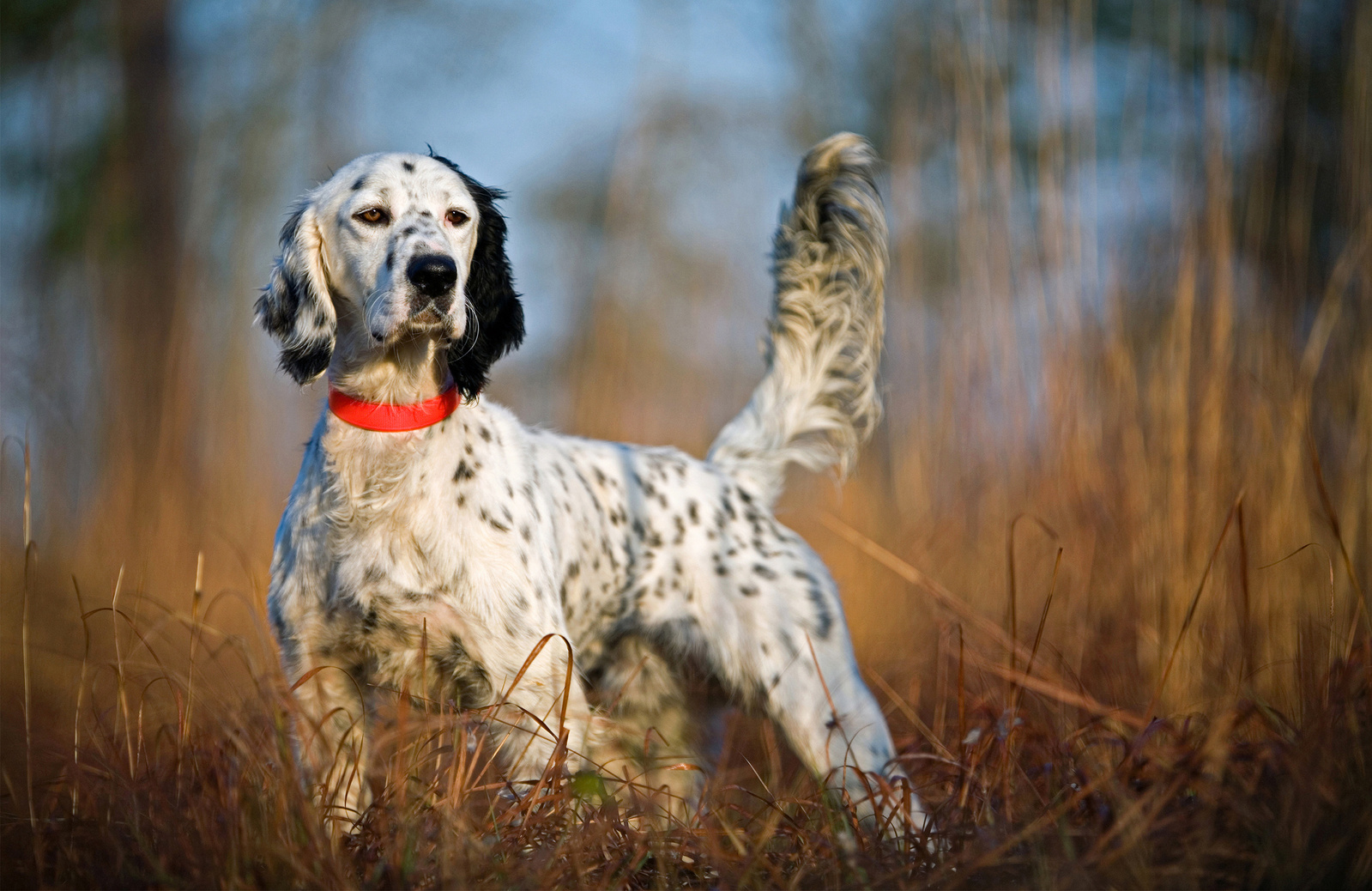 A beautiful English setter on point in the South Georgia woods with a deep blue sky behind it.