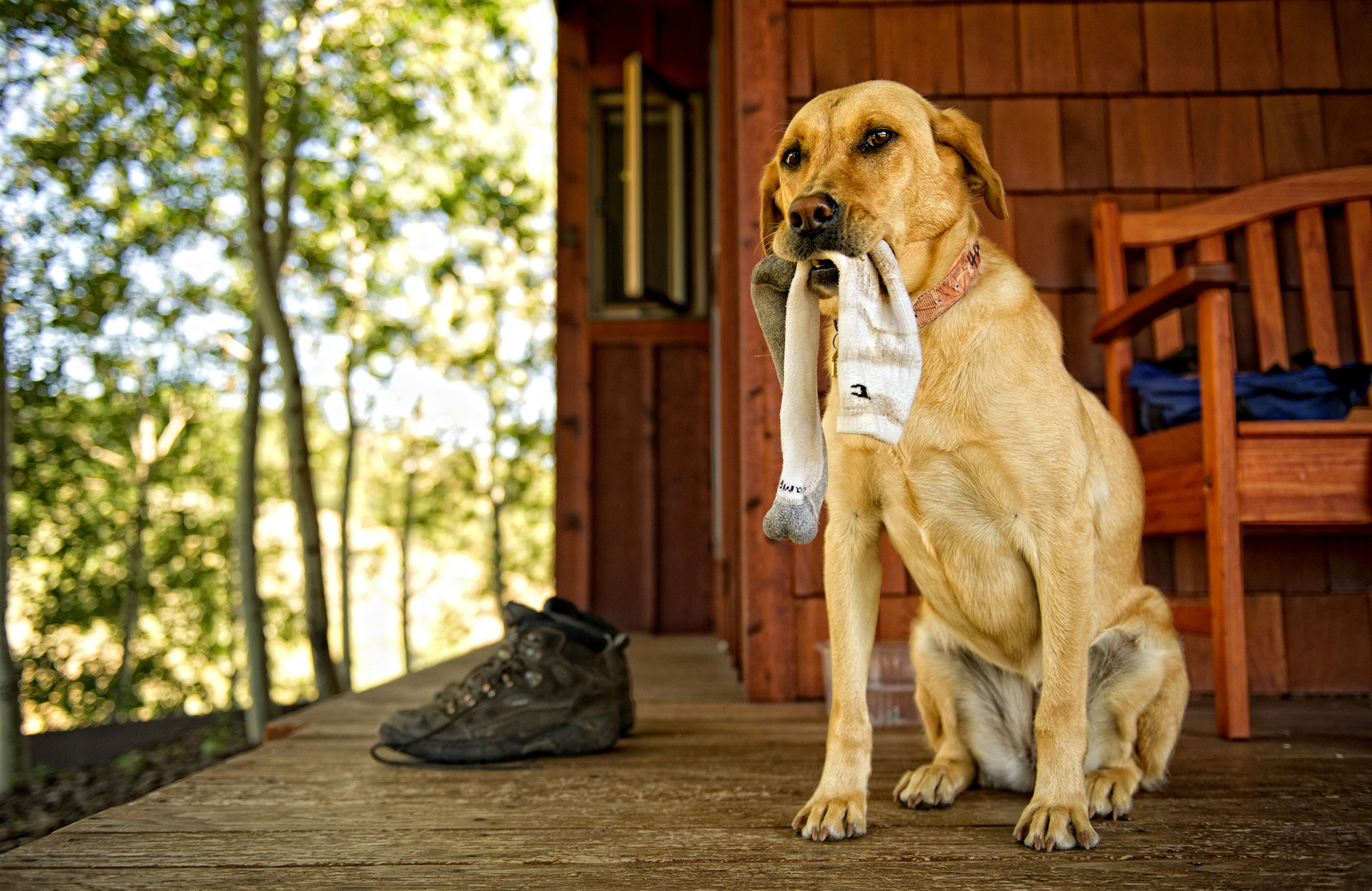 A yellow Lab sits on a porch, holding a white sock and looking right at the camera.