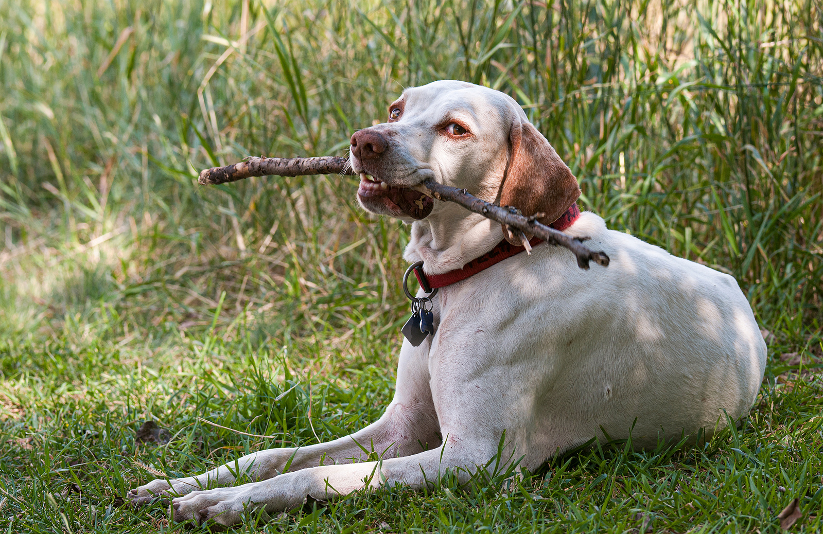 An old English pointer holds a stick while lying in green grass.