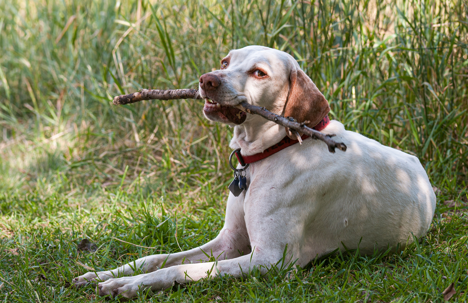 An old English pointer holds a stick while lying in green grass.