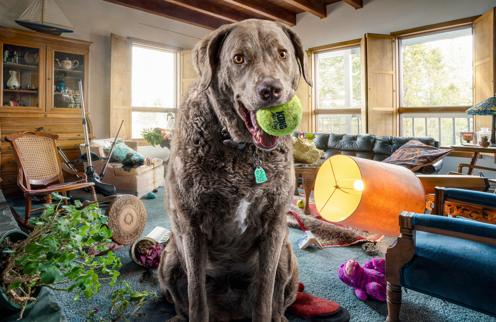 A composite portrait of a Chesapeake retriever holding a large Kong tennis ball while sitting in a living room with lots of knocked down furniture and other furnishings.