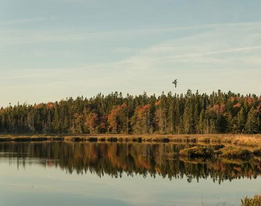 A bird flies above the tree line along a lake in Acadia National Park, near the Sea Wall, at golden hour. 