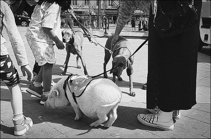 A pig on a leash with other dogs in the street