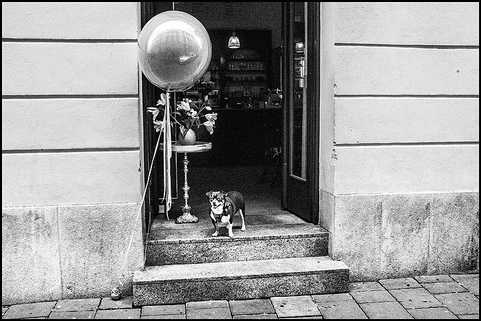 A dog with a baloon