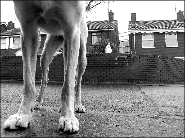 housing in Falls south Belfast peace line and a dog