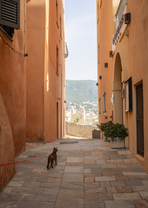 Un chat Bengal dans les rues de Bastia
