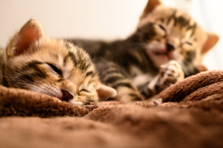 L&amp;#x27;heure de la sieste pour ces deux petits chatons Bengal