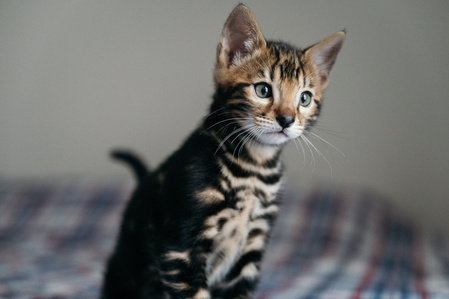 Chatton Bengal marble