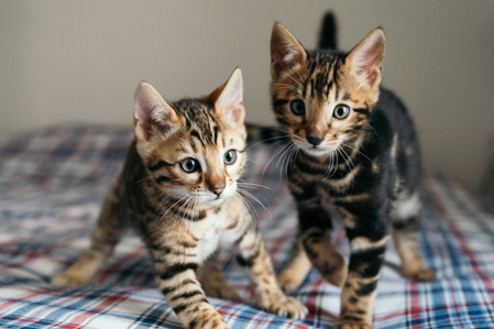 Chatons bengals sur un lit
