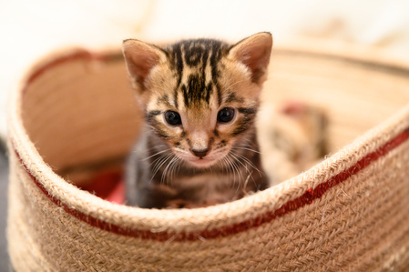 Chaton bengal dans un panier d&amp;#x27;osier