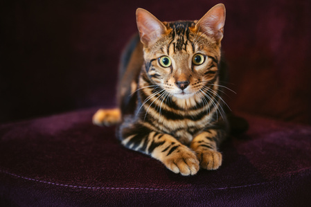 Sirius le Bengal marble