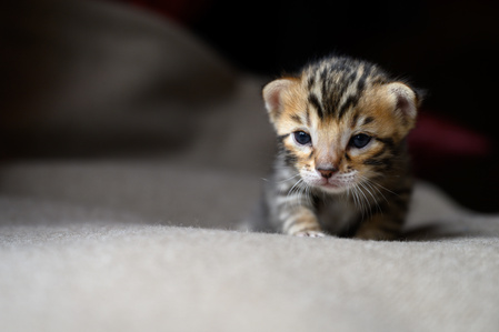 Un chaton Bengal de quelques semaines à peine