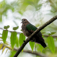 Sri Lankan Woodpigeon