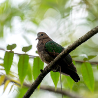 Sri Lankan Woodpigeon