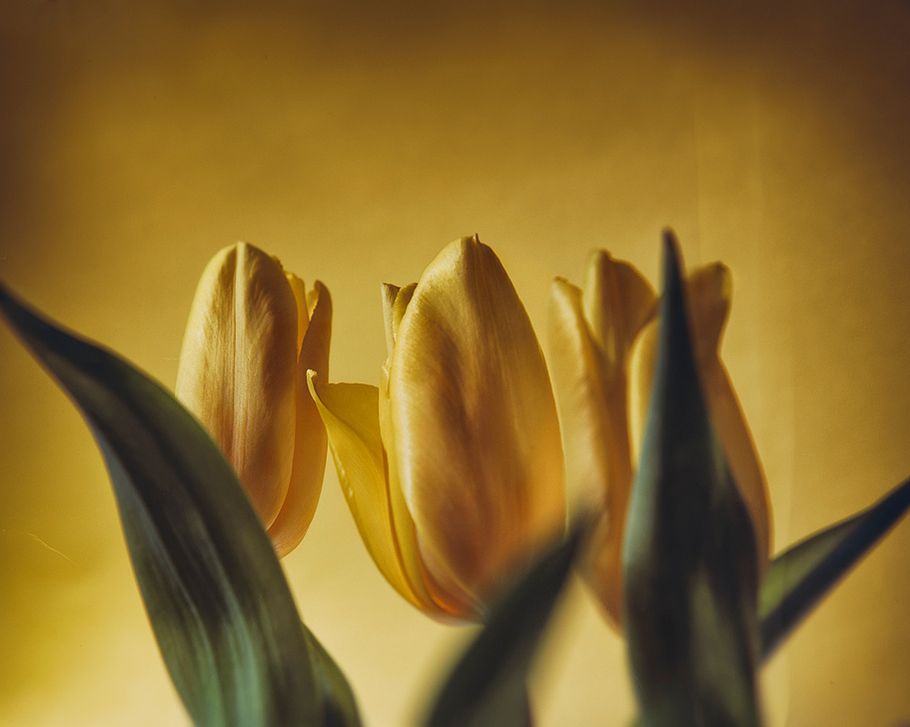 Fine art photography, emotional photography, gallery photography, gallery, award winning photography, flower photography, tulips photo, yellow photography, red photography, pink photos