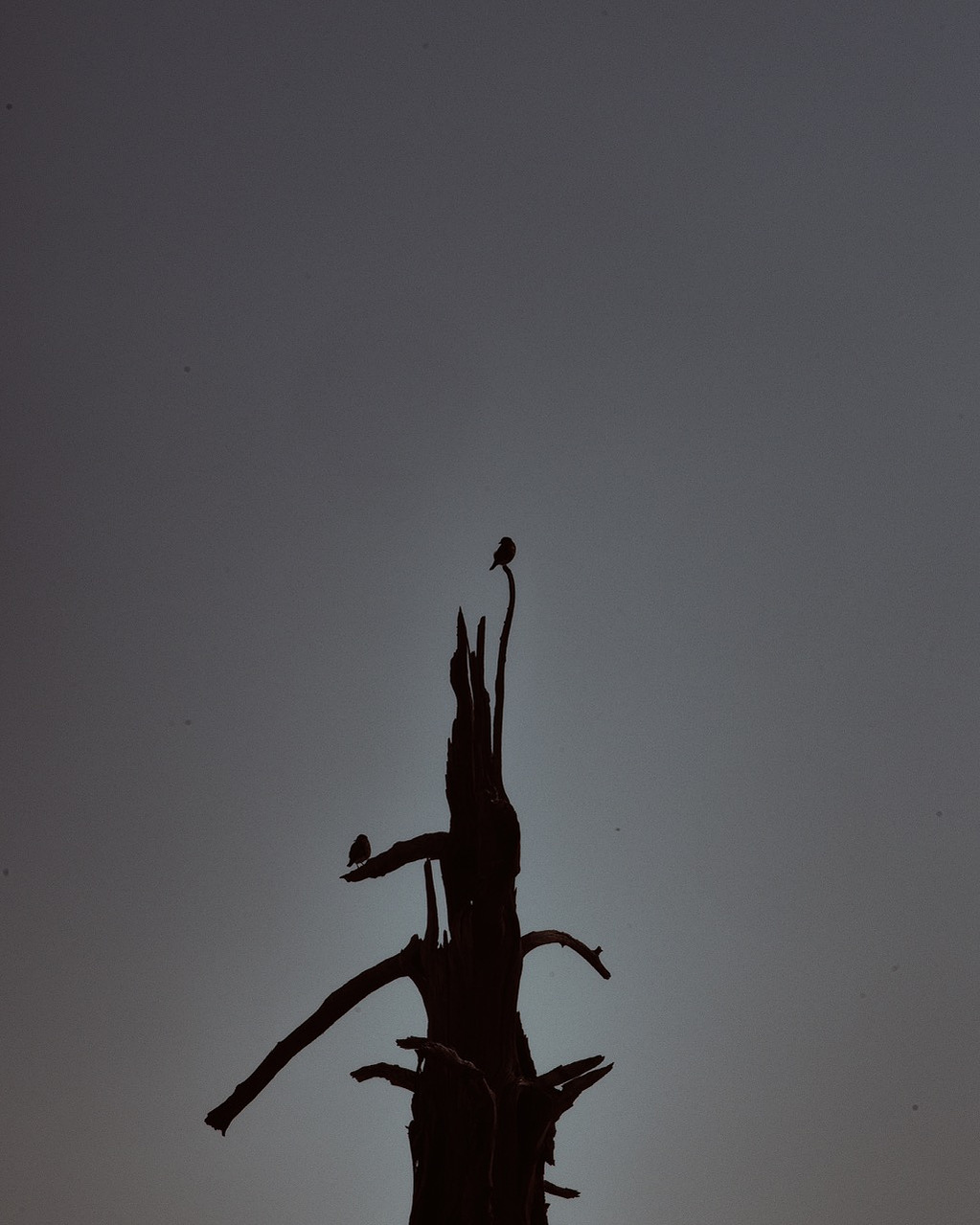 Fine art photography, birds in trees, shadows, british columbia photography, gallery photography, award winning landscape photography, Laura Marish Photography