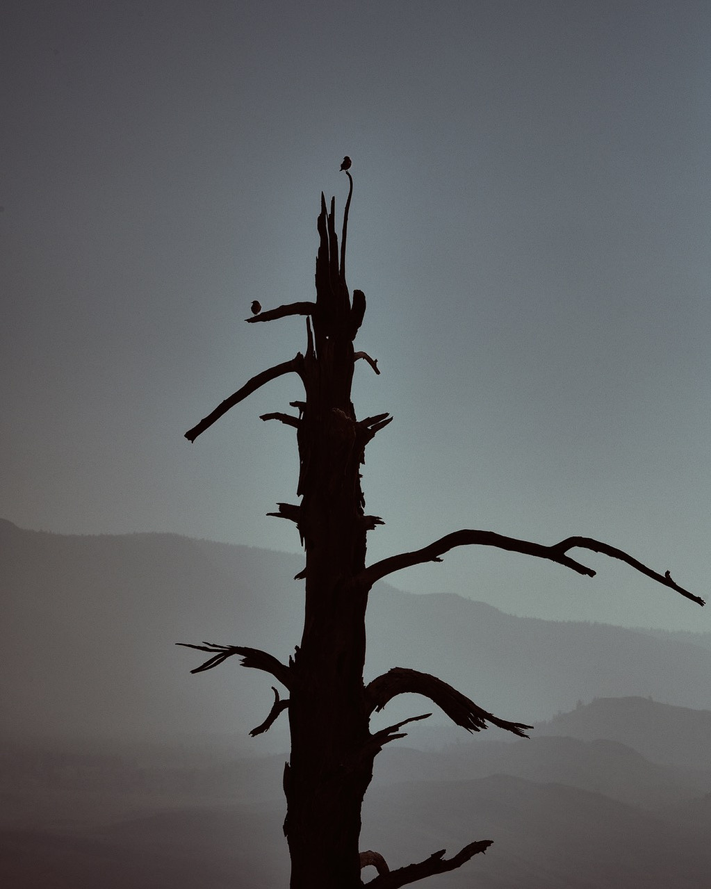 Fine art photography, birds in trees, shadows, british columbia photography, gallery photography, award winning landscape photography, Laura Marish Photography