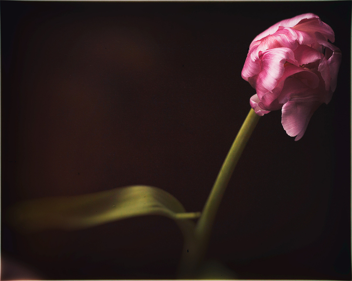 Fine art photography, emotional photography, gallery photography, gallery, award winning photography, flower photography, tulips photo, yellow photography, red photography, pink photos