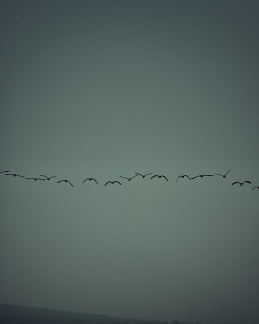 birds in BC, british columbia mountains, mountain photos, gallery photography, award winning landscape photography