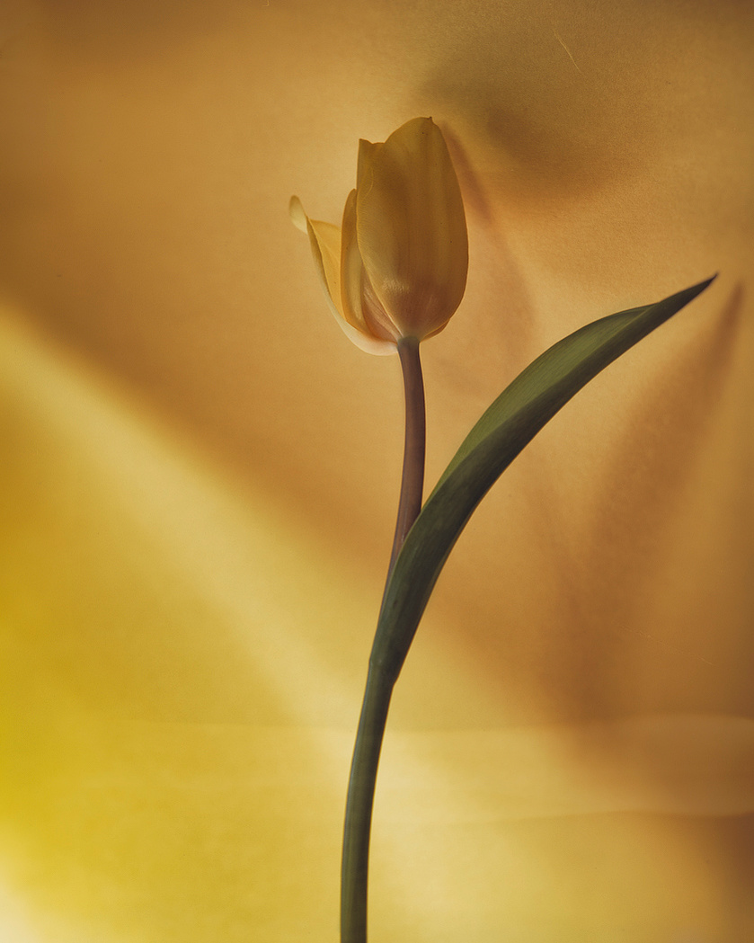 Fine art photography, emotional photography, gallery photography, gallery, award winning photography, flower photography, tulips photo, yellow photography, red photography, pink photos