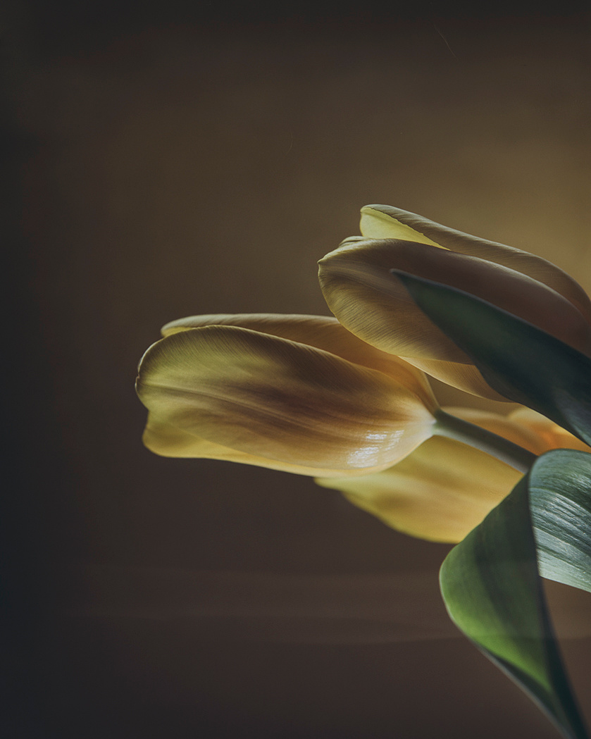 Fine art photography, emotional photography, gallery photography, gallery, award winning photography, flower photography, tulips photo, yellow photography, red photography, pink photos