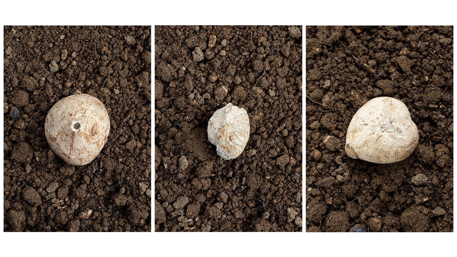 Colour photographs of three fossils; a keyhole limpet and two different micrasters, displayed set in soil.
