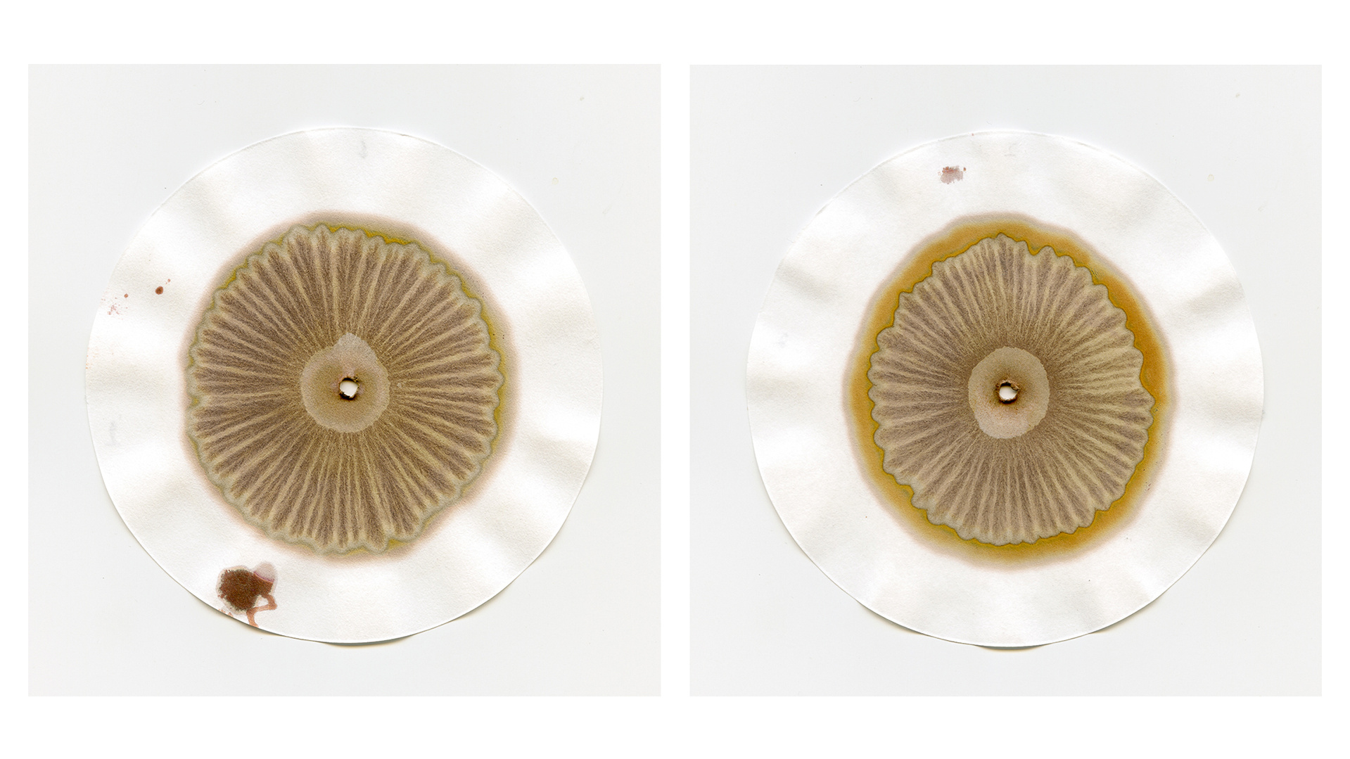 Colour photographs of two circular filter papers with radial brown, orange and yellow patterns emanating from a central hole where a wick had been placed to absorb soil matter dissolved in sodium hydroxide solution to the filter paper.
