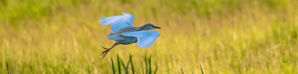 Squacco Heron evening glide