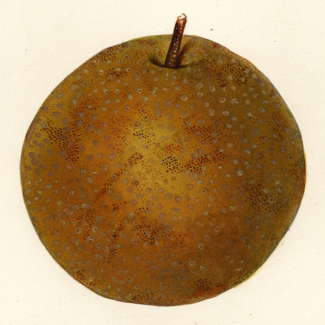 Pyrus pyrifolia - Yilin Jin