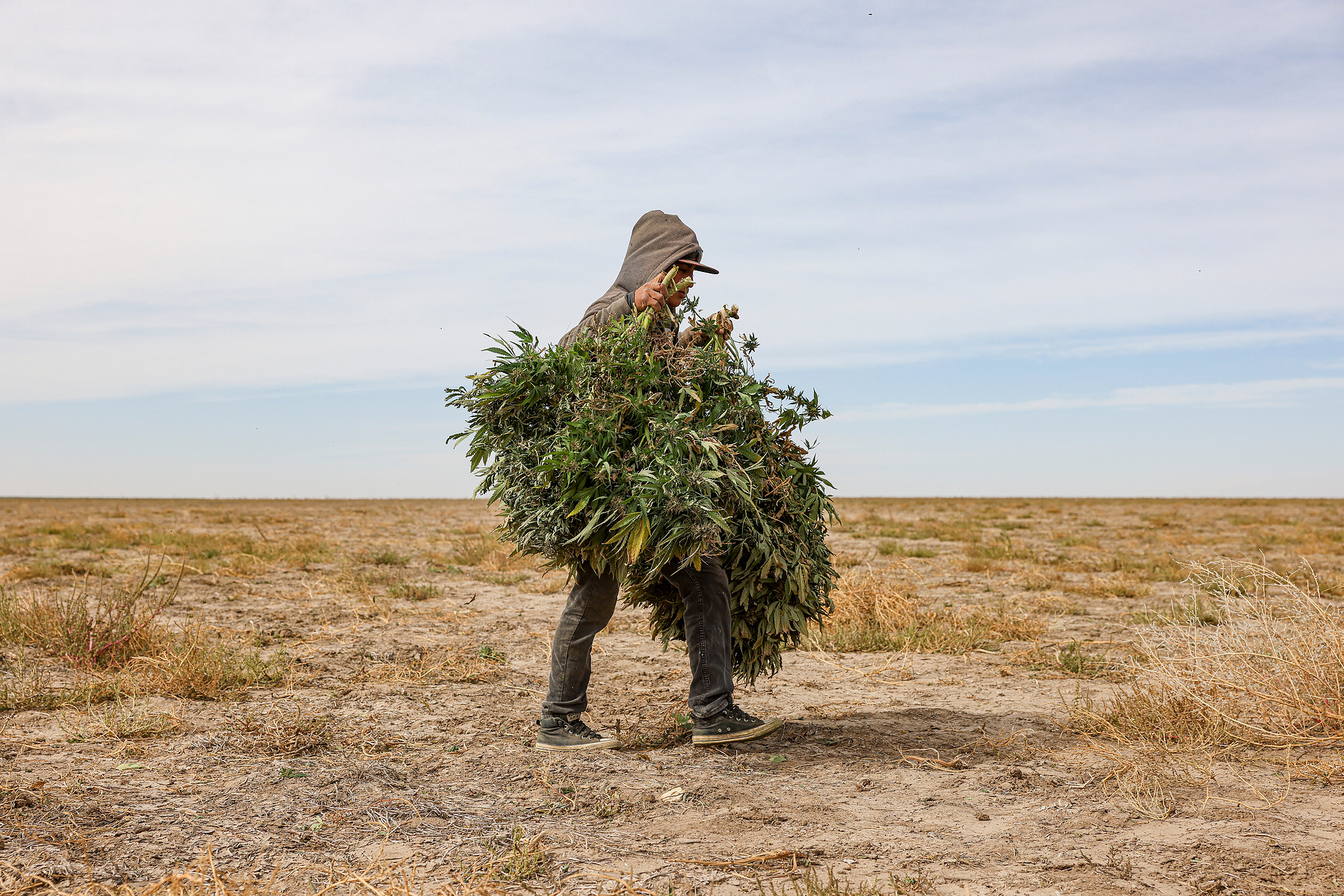 A worker with KHMP, a division of Crossroads AG, harvests entire hemp plants from a 122 acre field near Cheyenne Wells, Colorado on Wednesday, Oct. 14, 2020. (Michael Ciaglo/Bloomberg)