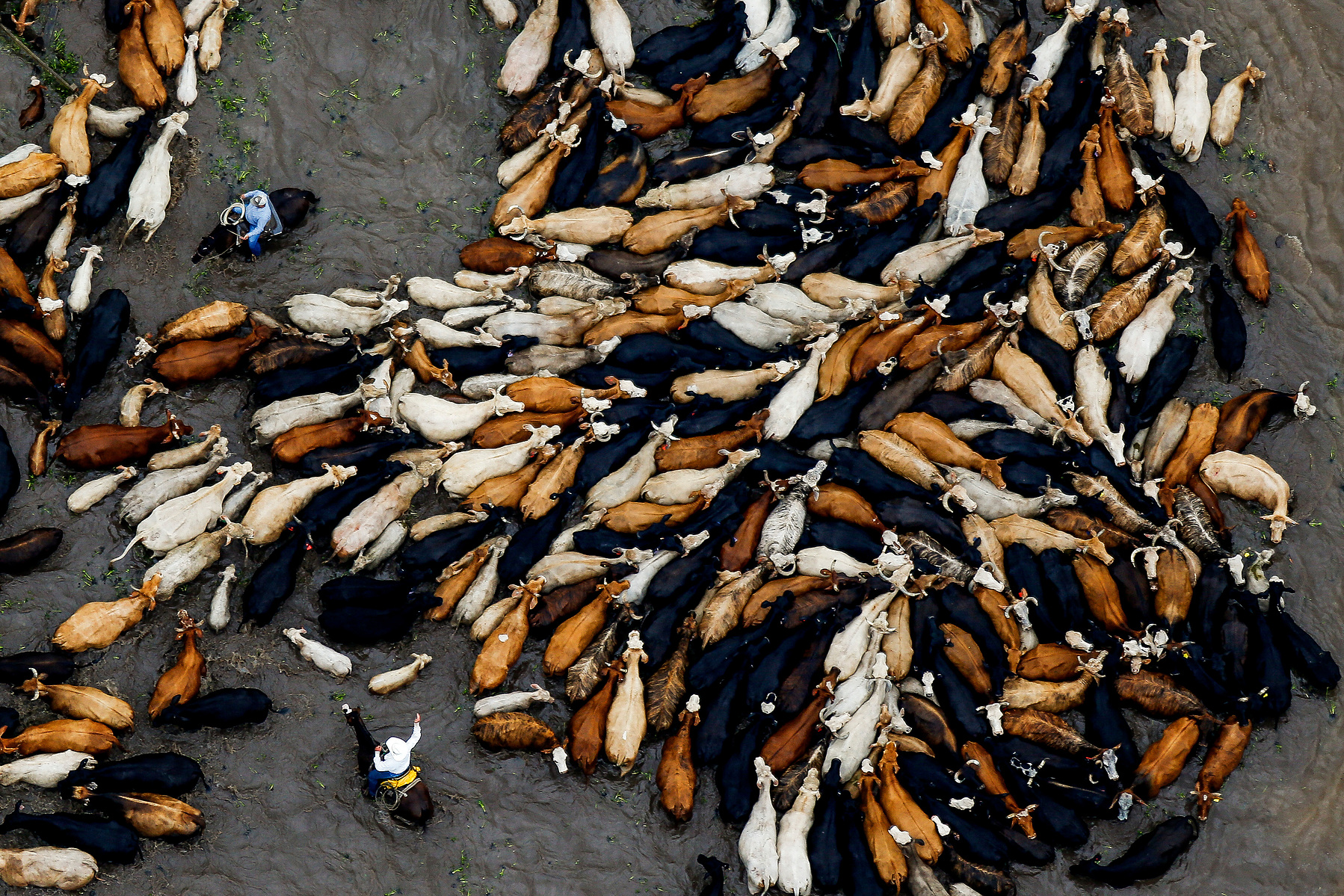 Cowboys work to rescue a herd of cattle from a flooded field as the Brazos River overflows its banks Saturday, June 4, 2016 near Chenango. ( Michael Ciaglo / Houston Chronicle )