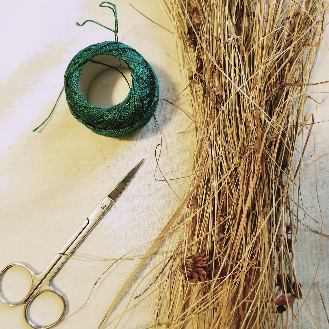 Dried grass, spool of thick green thread and a pair scissors on a cream background