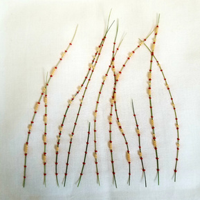 Art: Dried grass blades couched onto a cream fabric background with thick pink thread and peach glass beads