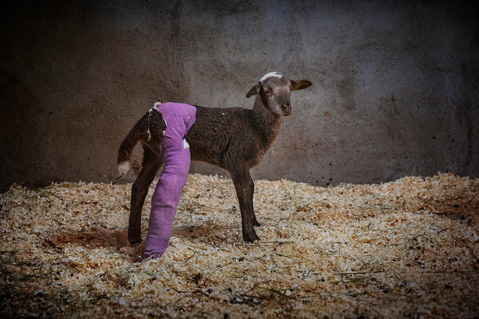 Wild love © Ana Palacios Documentary Photographer