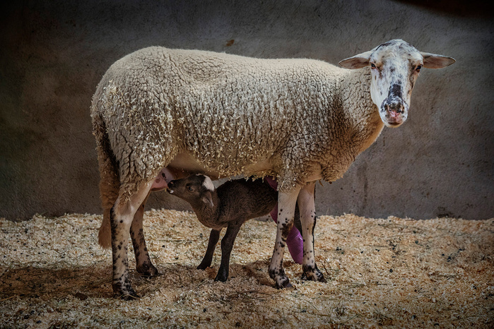 Wild love © Ana Palacios Documentary Photographer