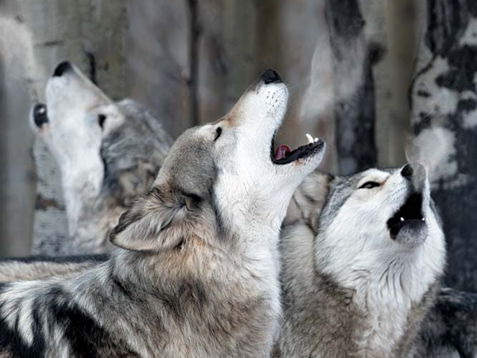 three wolves howling