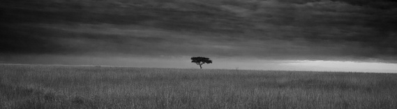 Lone tree under threatening skies at Masai mara Savannahs 