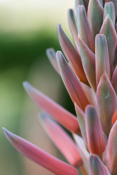 Aloe Flower