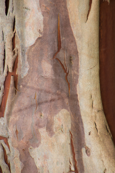 Detail of Peeling Bark