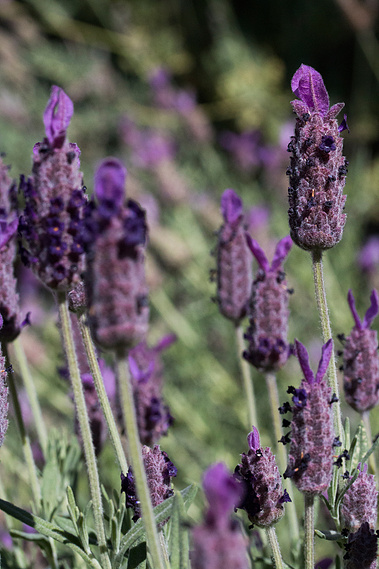 Lavender