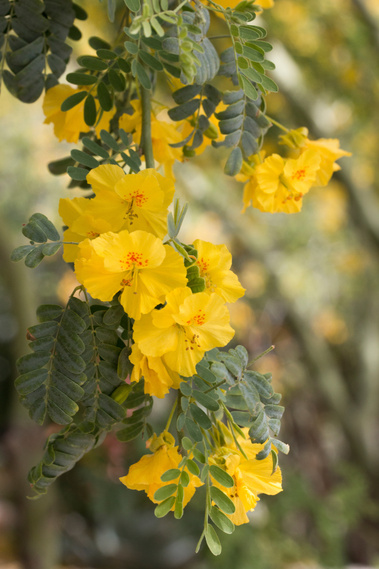 Palo Verde Flower
