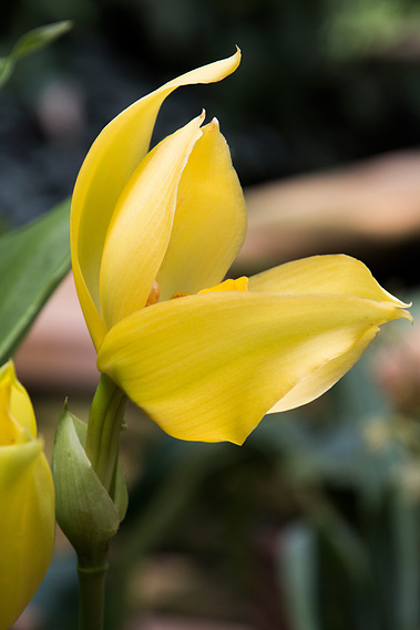Orchid
