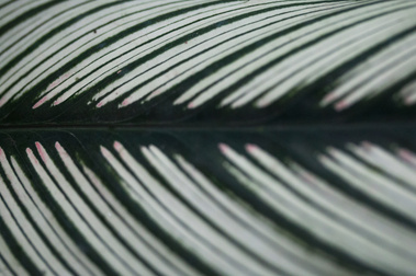 Detail of a Leaf