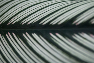 Detail of a Leaf