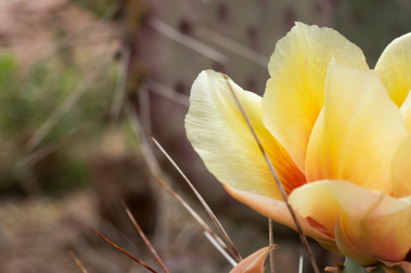 Barrel Cactus Flower