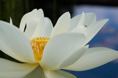 Lotus Flower