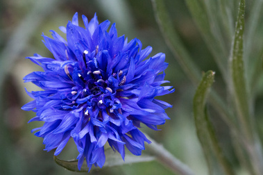 Purple Desert Wildflower