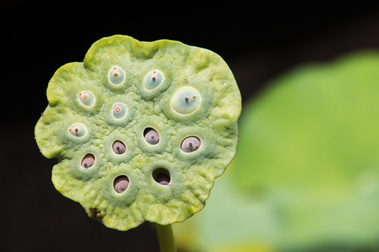 Lotus Flower