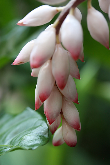 Ornamental Ginger Flower